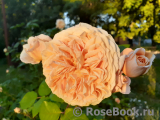 Crown Princess Margareta®