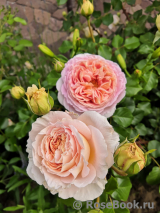 Abraham Darby