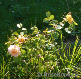 Easlea's Golden Rambler 