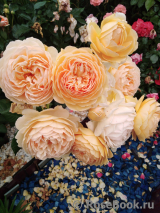 Crown Princess Margareta®