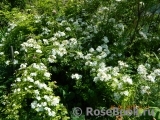 Rosa helenae 'Semiplena'