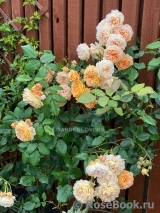 Crown Princess Margareta®