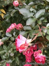 Rose der Einheit ®