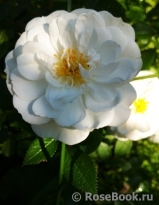 Bees Paradise Rose White