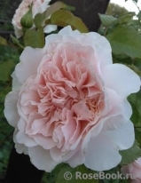 Rose de Tolbiac ®