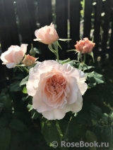 Rose de Tolbiac ®