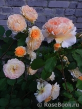 Rose de Gerberoy ®