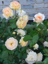 Rose de Gerberoy ®