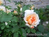 Rose de Gerberoy ®