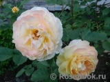 Rose de Gerberoy ®