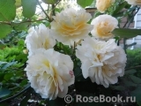 Rose de Gerberoy ®