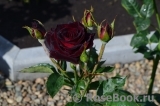 Black Baccara