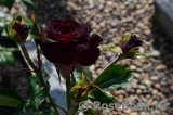 Black Baccara