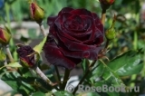 Black Baccara