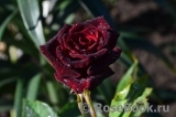 Black Baccara