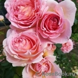 Abraham Darby