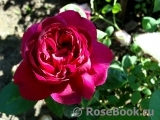 Rose de Rescht