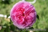 Gertrude Jekyll