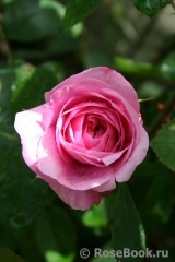 Gertrude Jekyll