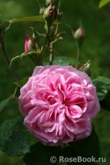 Gertrude Jekyll