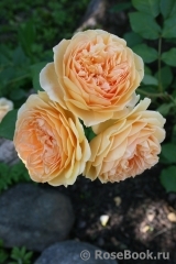 Crown Princess Margareta®