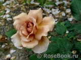 Julia's Rose