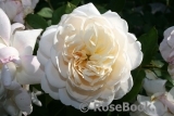 Crocus Rose® 