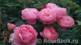 The Alnwick Rose