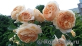 Crown Princess Margareta®