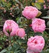 The Alnwick Rose