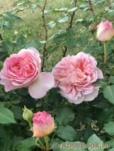 Abraham Darby