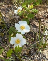 Rosa sericea Pteracantha 