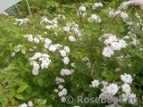 Paul’s Himalayan Musk 