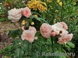 Rose de Tolbiac ®