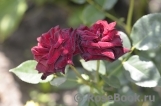 Black Baccara