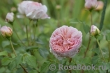 Abraham Darby