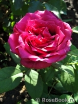 Rosier Rose Lalande de Pomerol ®