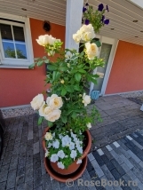 Uetersener Klosterrose