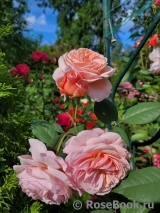 A Shropshire Lad