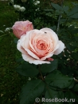 A Shropshire Lad