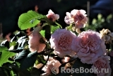 Rose de Tolbiac ®