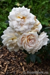 Lions Rose