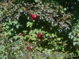 Rosa glauca 