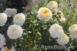 Crocus Rose® 