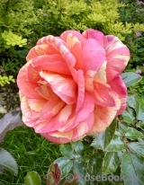 Rose La Rose des Impressionnistes