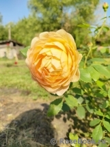 Lady of Shalott 