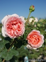 Abraham Darby