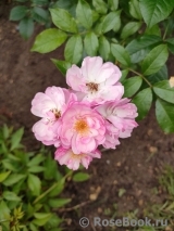 Rosa Siluetta Lavender