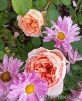 Abraham Darby