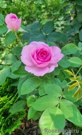 Gertrude Jekyll